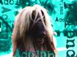 Adolph